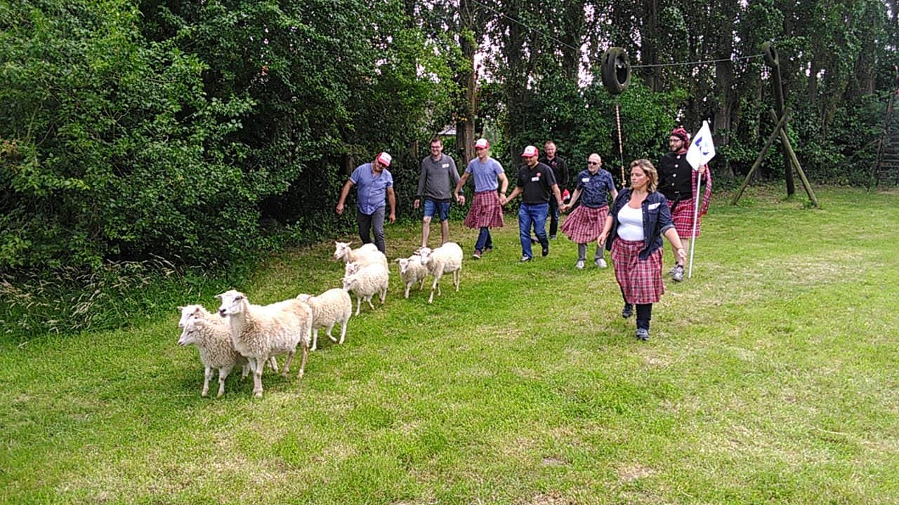 Élevage de moutons header image