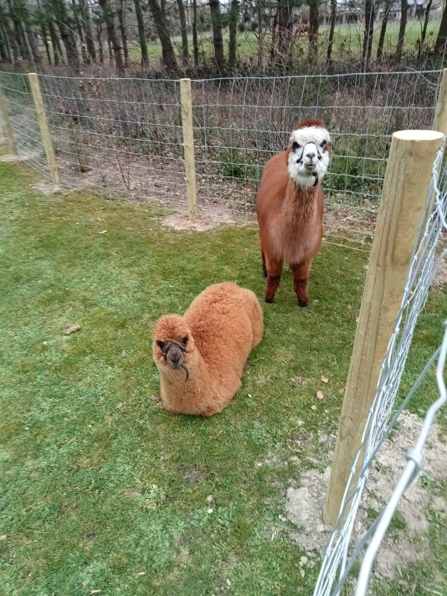 Alpaca-wandeling header image