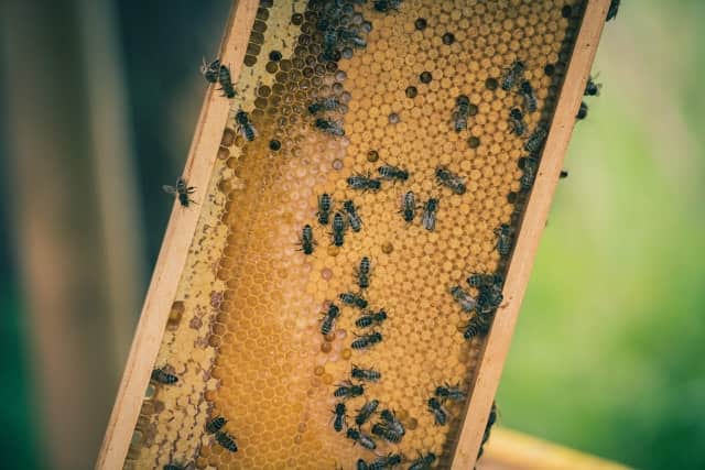 Lippenbalsem van bijenwas header image