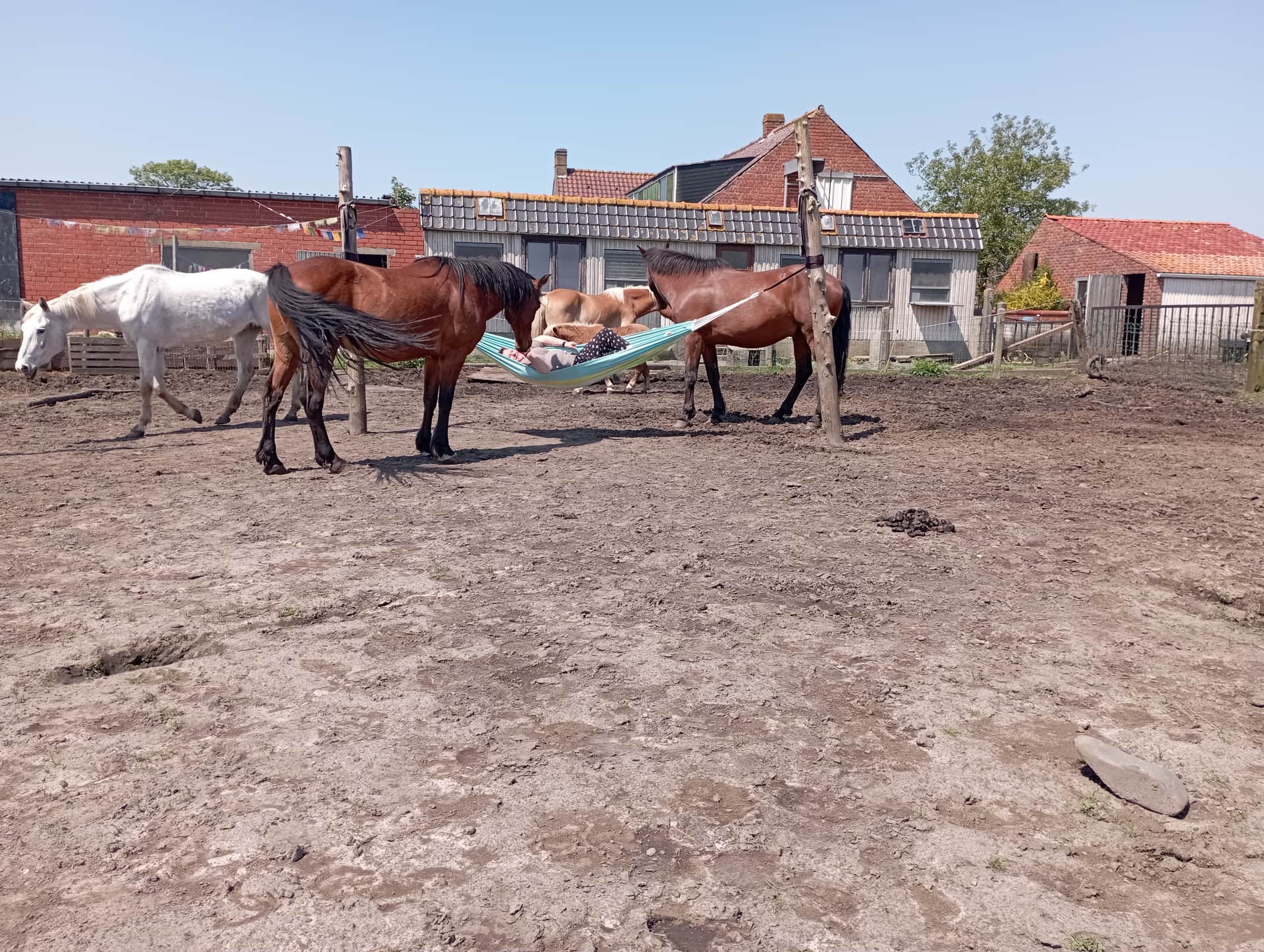 Ritme van de kudde header image