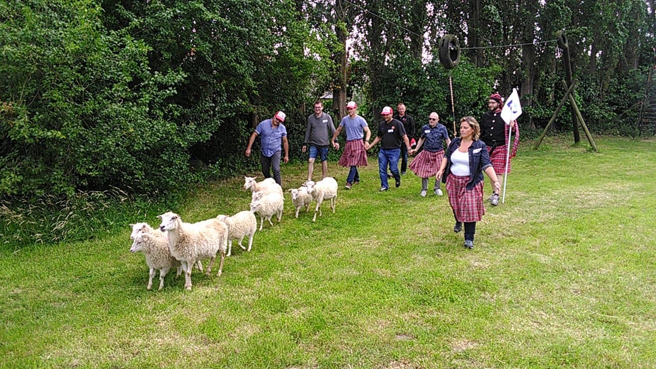 Sheep herding