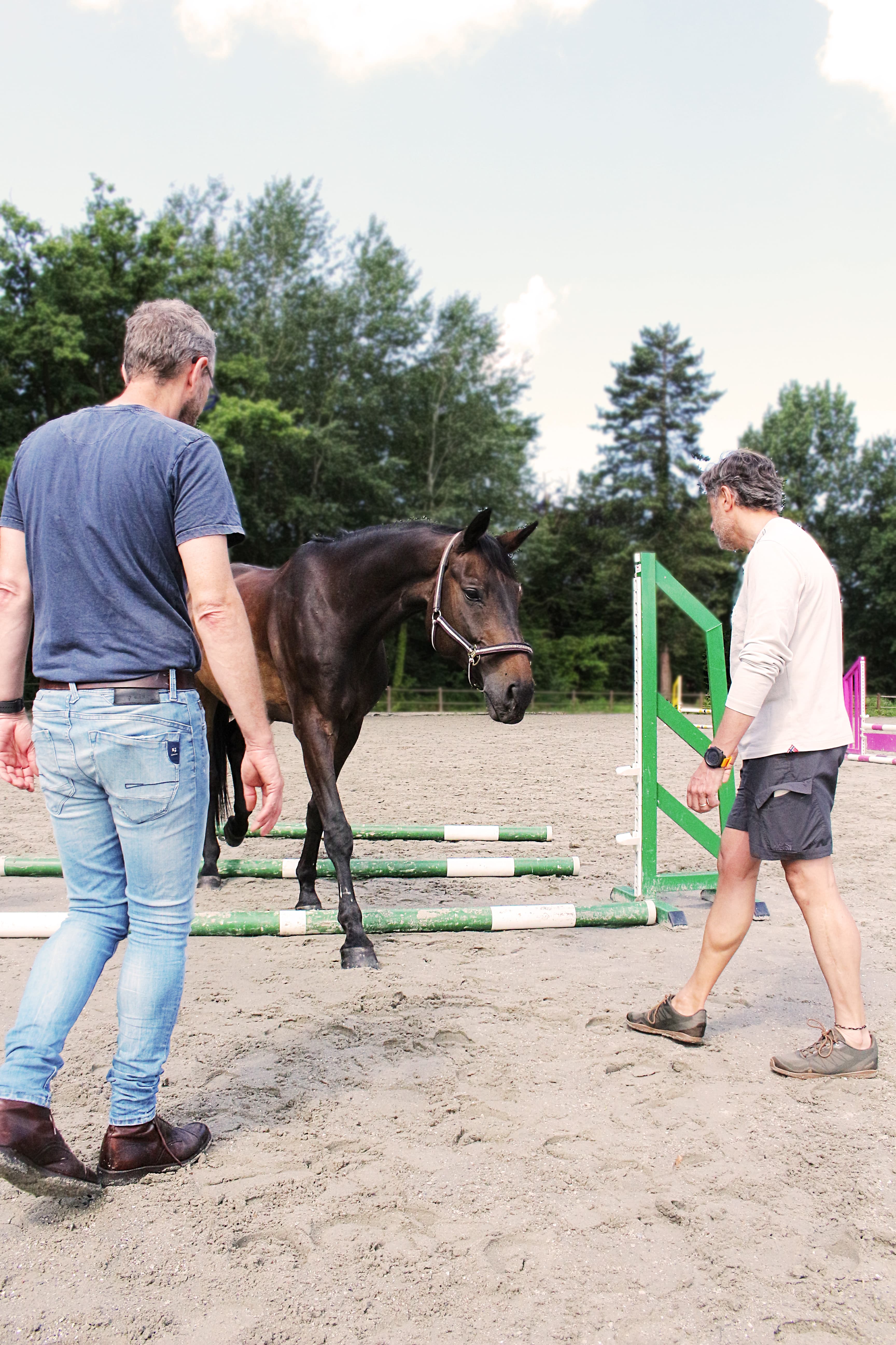 Teambuilding met paarden header image