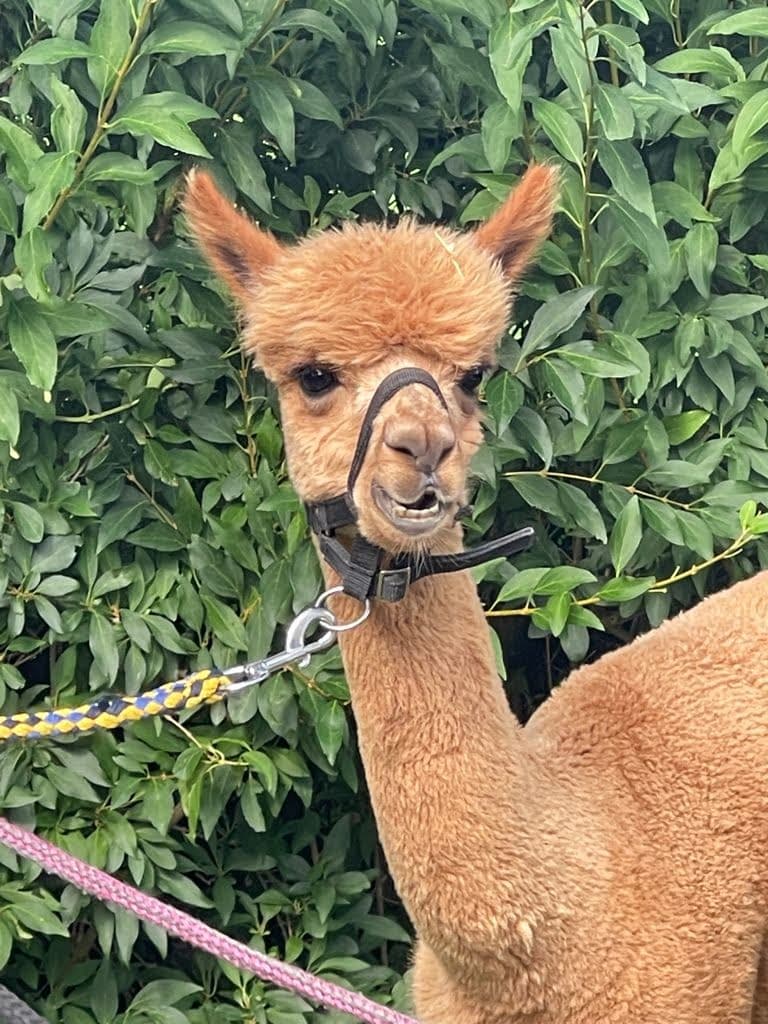 Alpaca agility header image