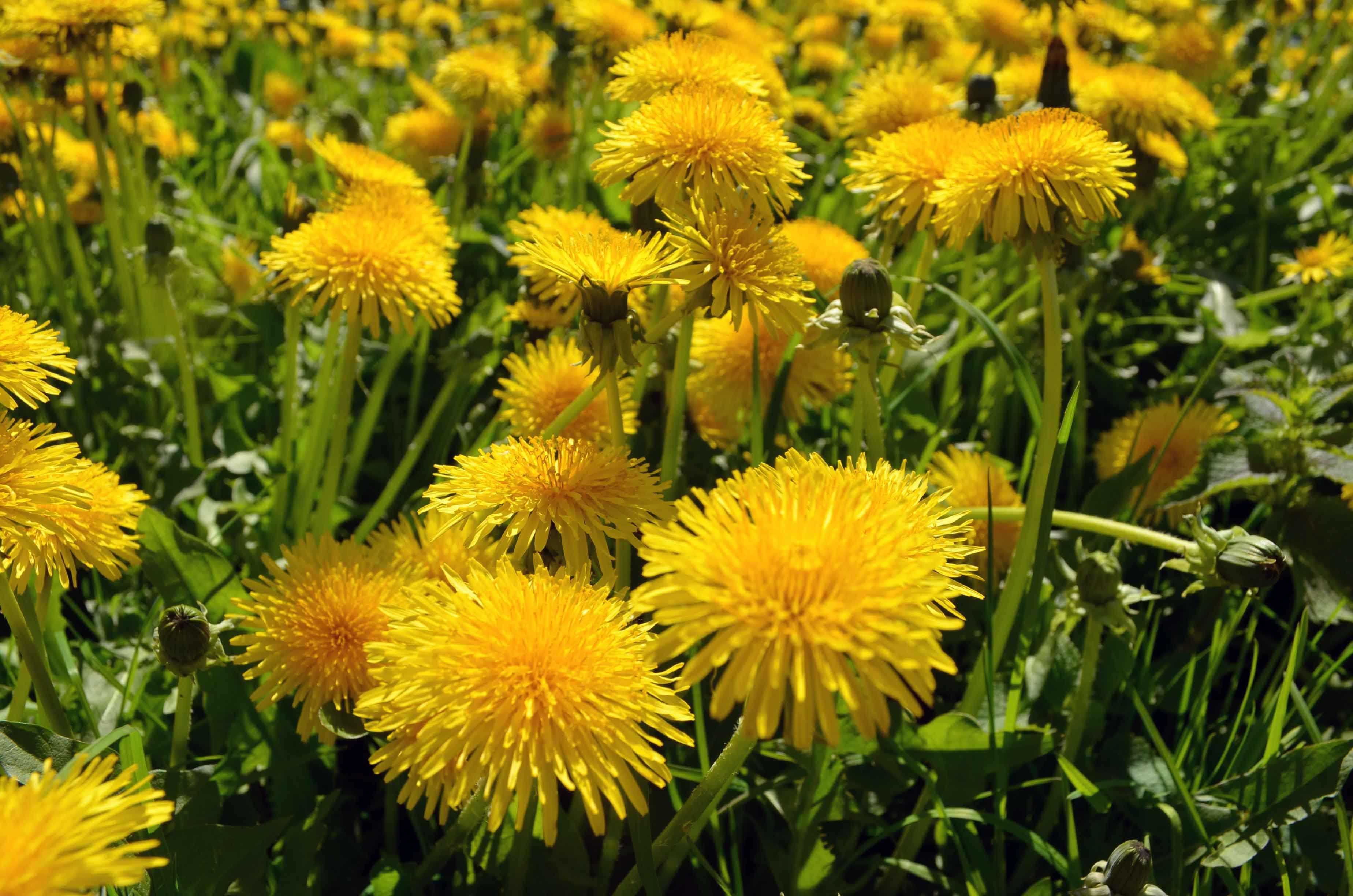 https://funkey.be/wp-content/uploads/2023/11/paardenbloem.jpg