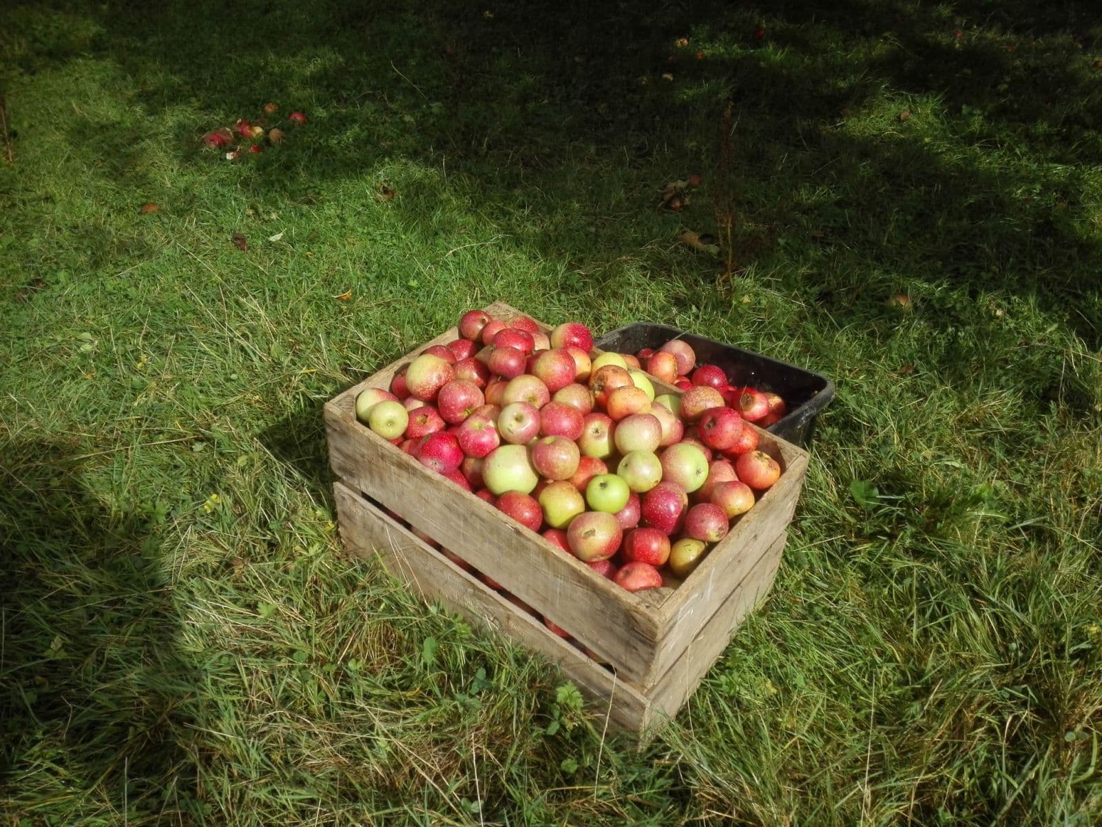 https://funkey.be/wp-content/uploads/2023/12/photo-pommes.jpg