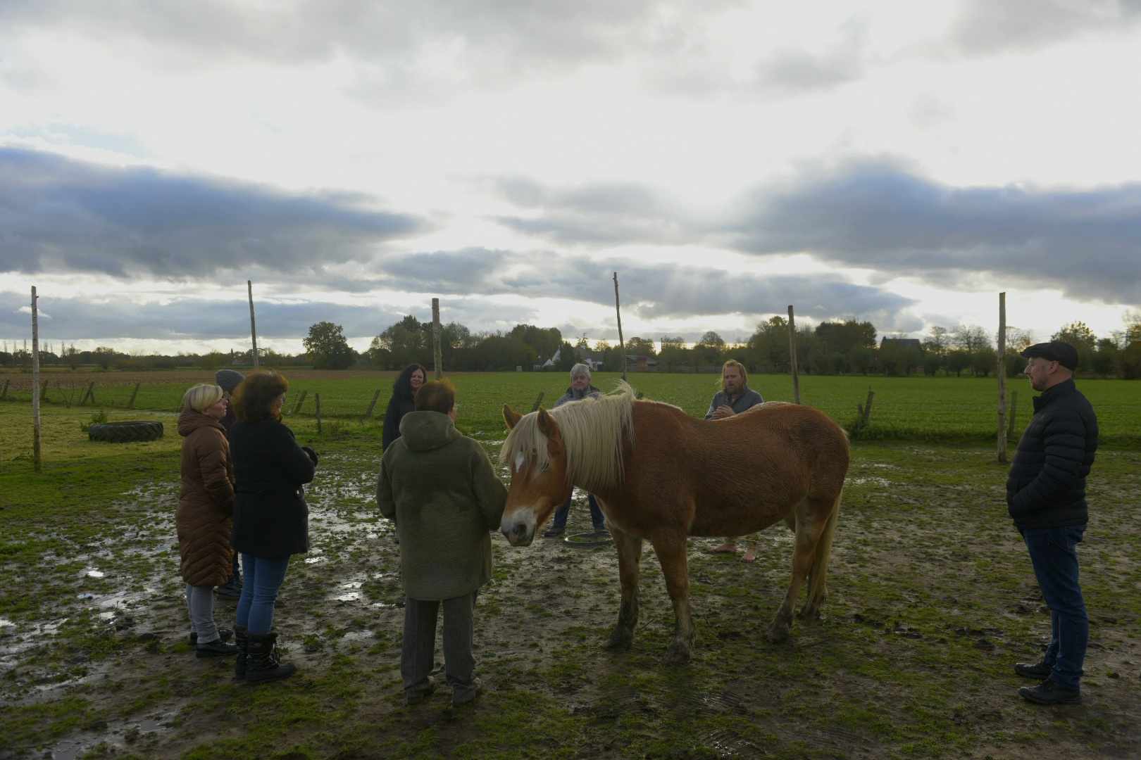 Organisatie opstellingen met het inzicht van paarden header image