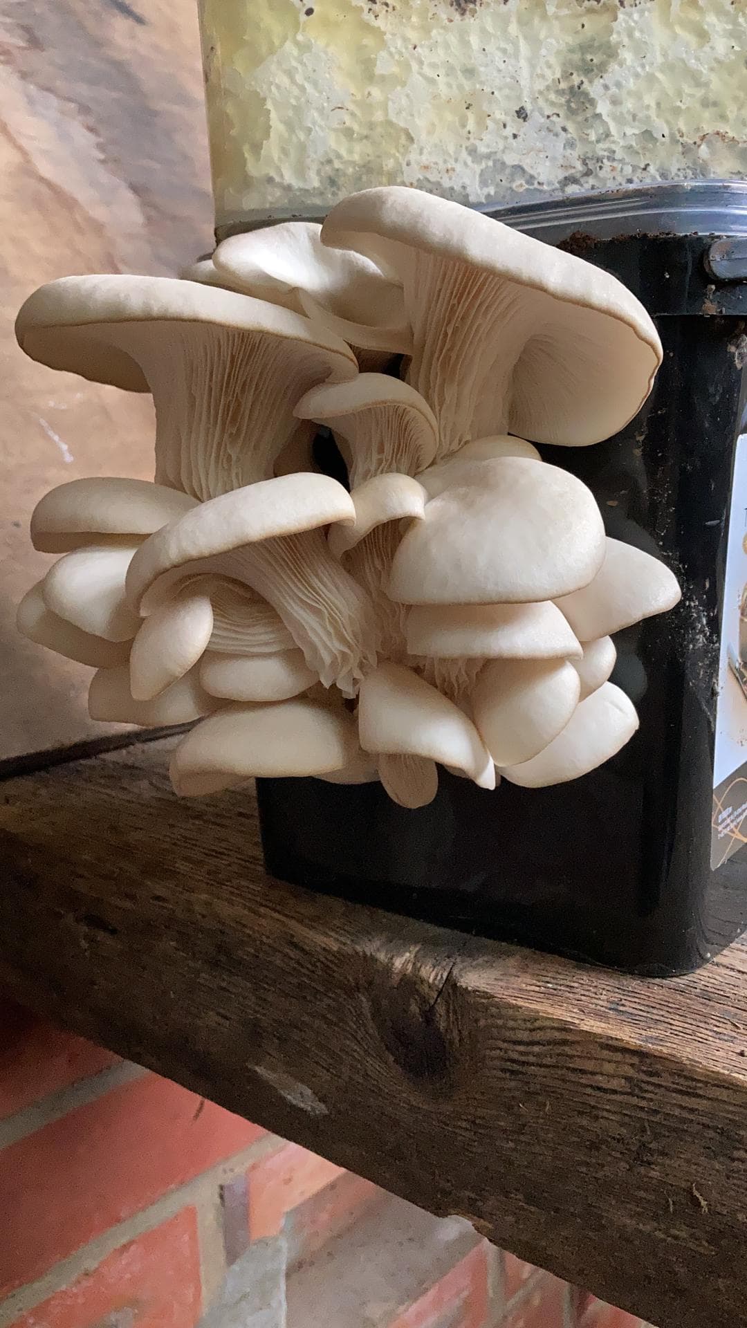 https://wp.funkey.be/wp-content/uploads/2023/11/PHOTO-2021-08-16-18-21-53.jpg