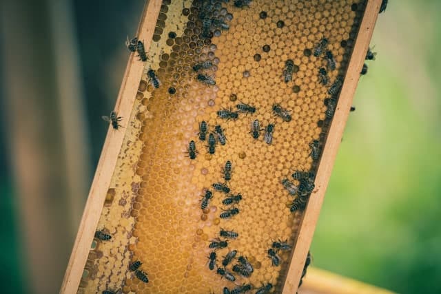 Lippenbalsem van bijenwas - Header