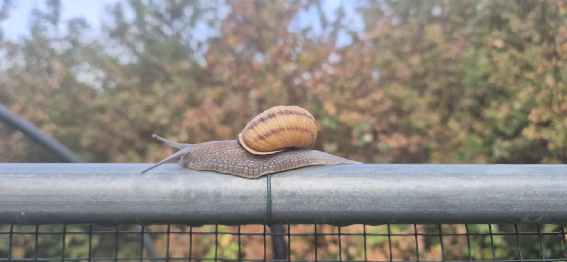 Visite guidée de l'élevage d'escargots header image