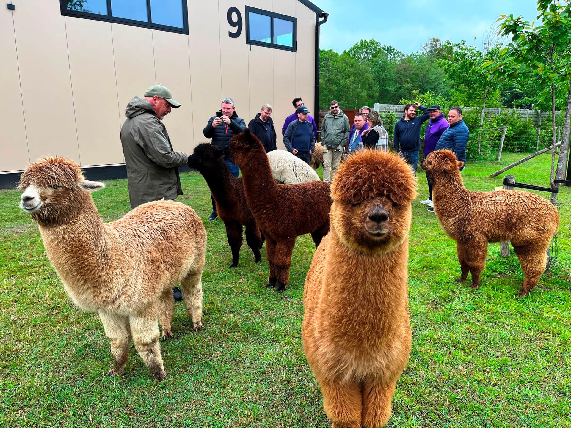 Alpaca Selfie Challenge & Farm Games header image