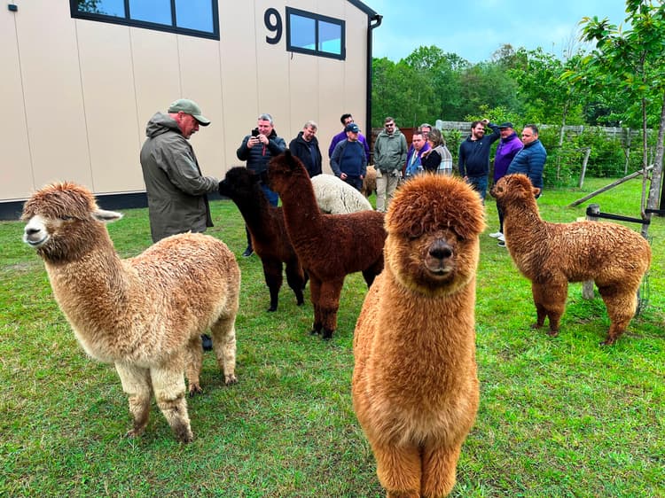 Alpaca Selfie Challenge & Farm Games - Header