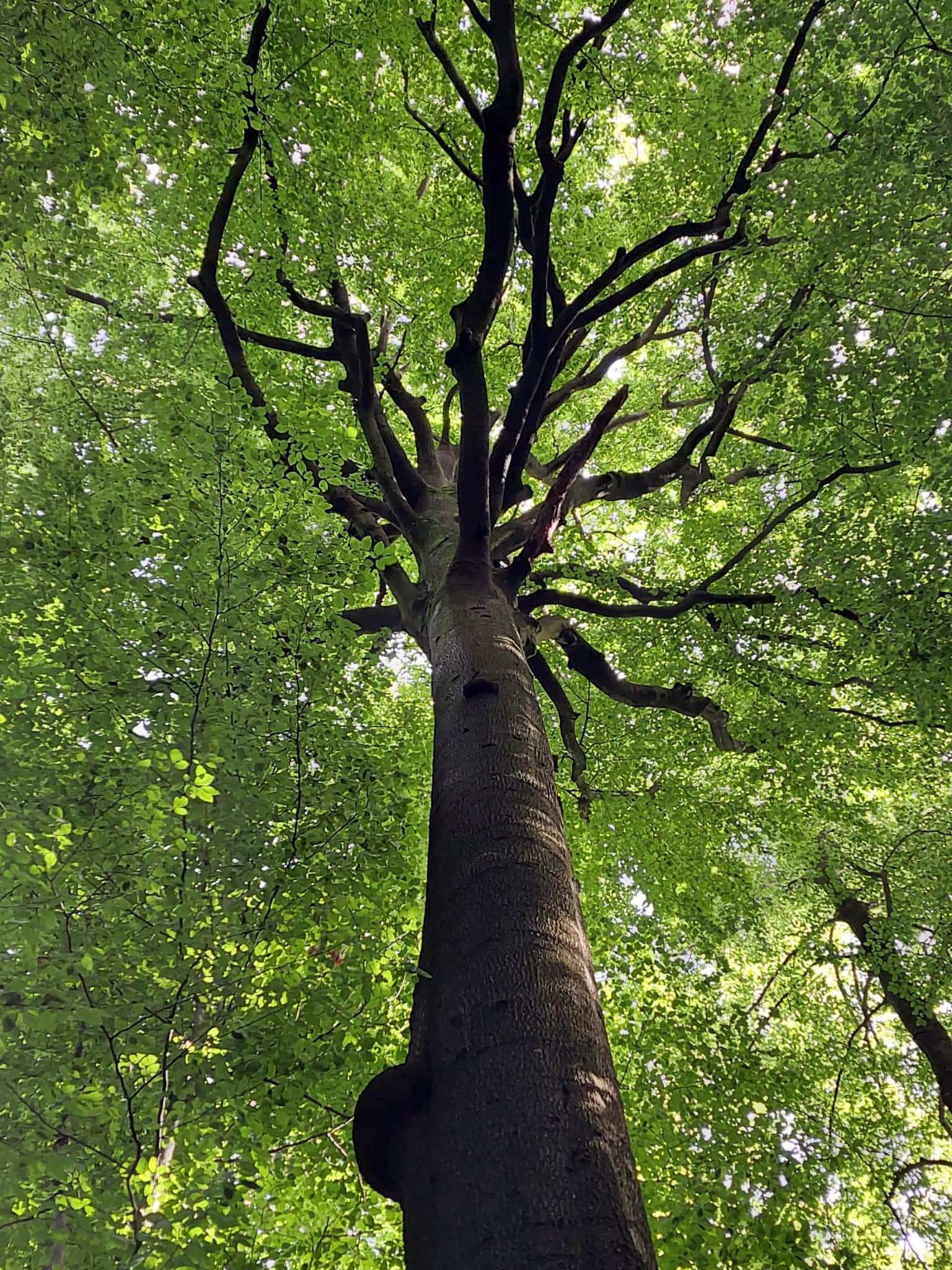 Nature break: forest bathing - Immersion in the heart of nature header image