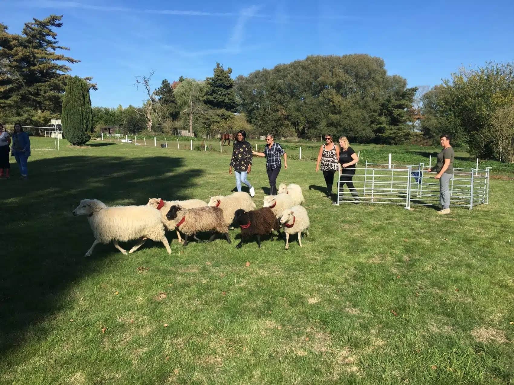 Schapendrijven header image