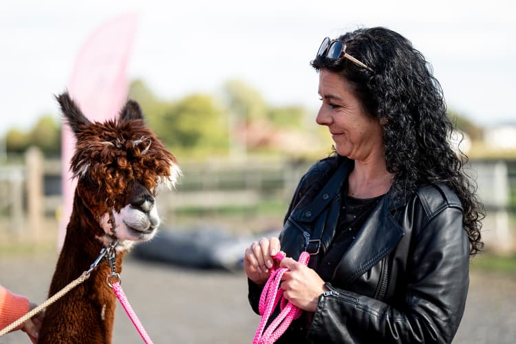 Alpaca walk - Header