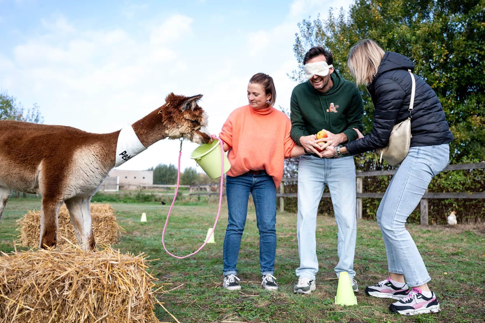 Alpaca Fun Games header image