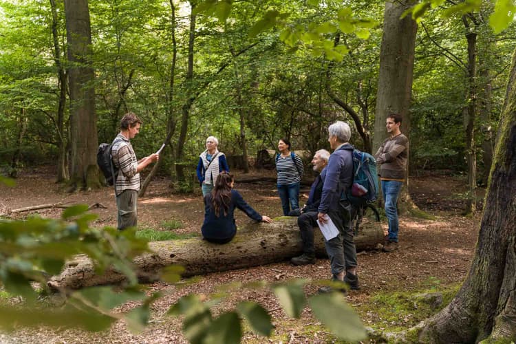 Forest Bathing for Teams – Slowing Down Together in Nature - Header