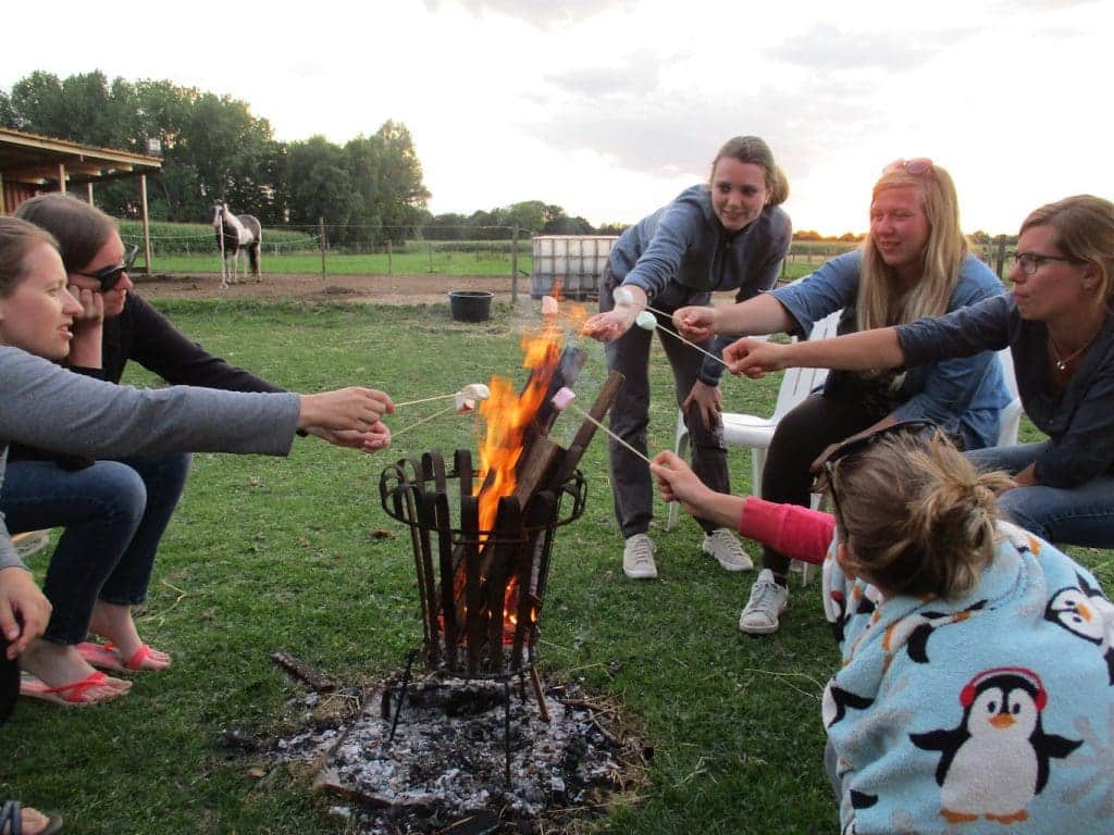 In contact met paarden header image