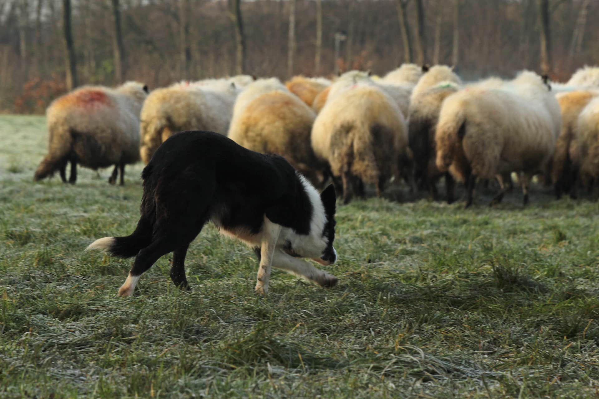 Schapendrijven header image